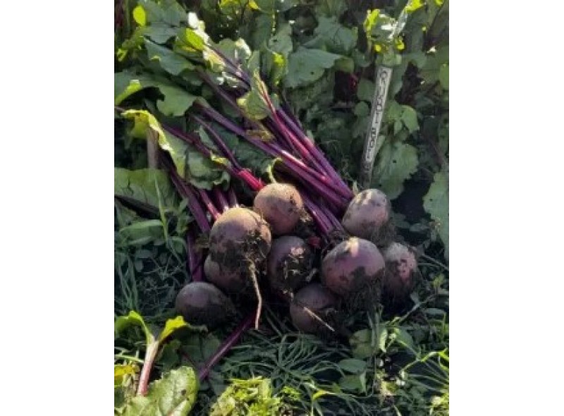 Руби Бой F1 - семена столовой свеклы, 50 000сем., Libra Seeds